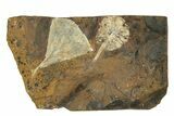 Paleocene Fossil Ginkgo Leaf with Seed Cone - North Dakota #271058-1